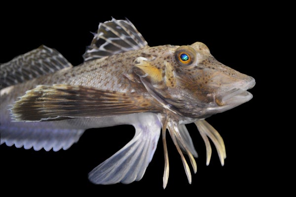 Sea robin (Prionotus carolinus 3) close-up on black.