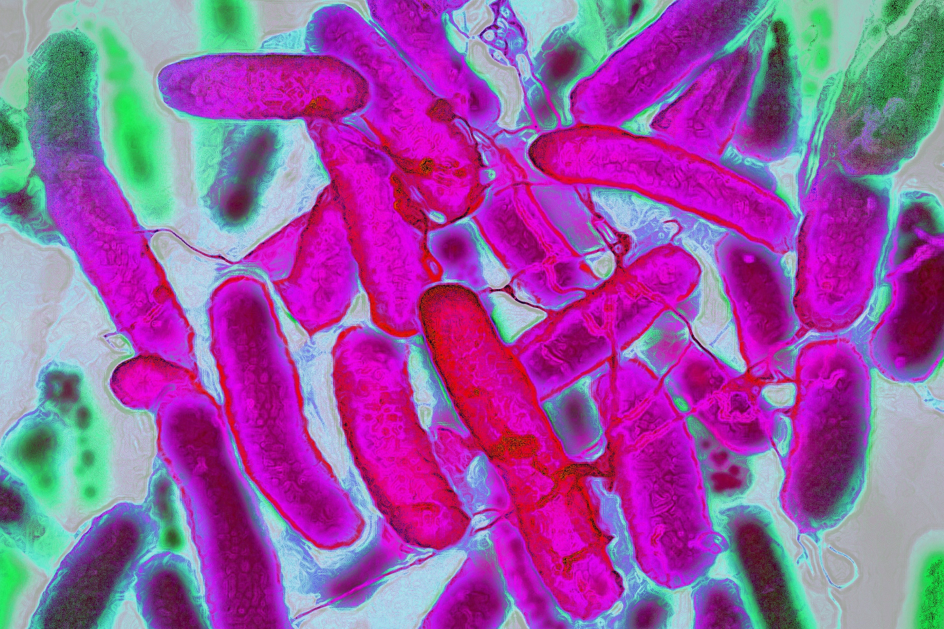 Pink-colored rod-shaped E. coli bacteria floating against dark background