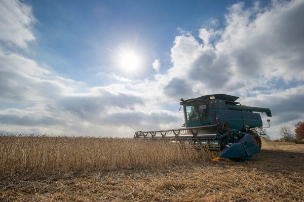Truck driving through soybean fiels with sun and clouds.