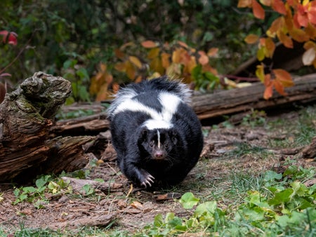 skunk