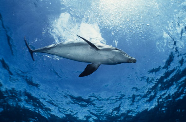 A Dolphin That Has Been Biting People May Just Be Friendly