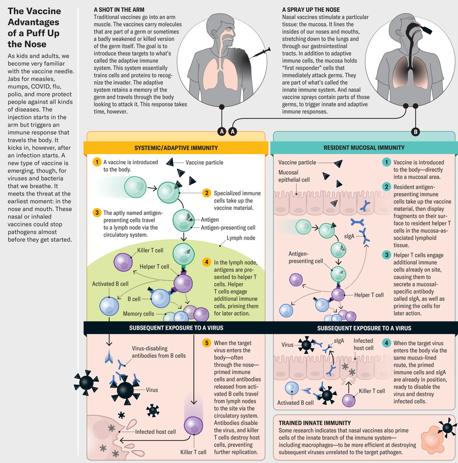 Graphic compares needle-delivered intramuscular vaccination to nasal vaccination. Both trigger an adaptive immunity response. Nasal vaccines also trigger a resident immunity response.