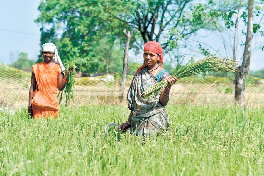 Two women harvesting rice