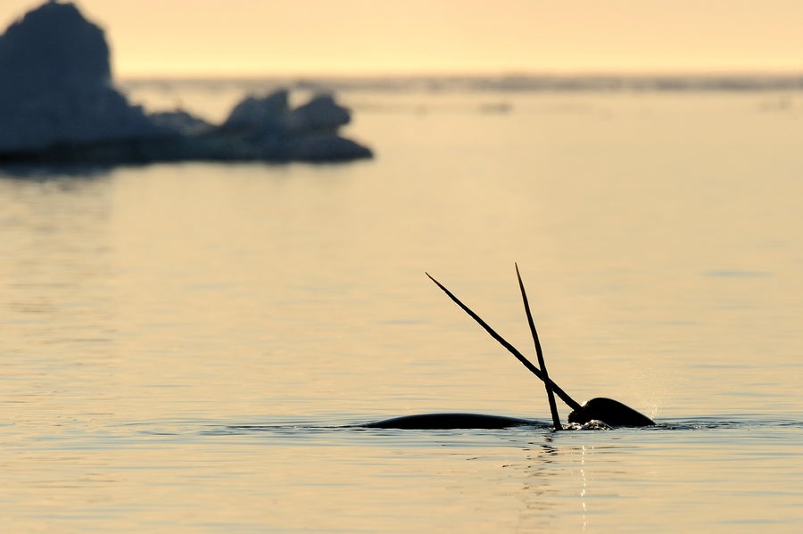 Narwhal (Monodon monoceros) crossing tusks above water surface