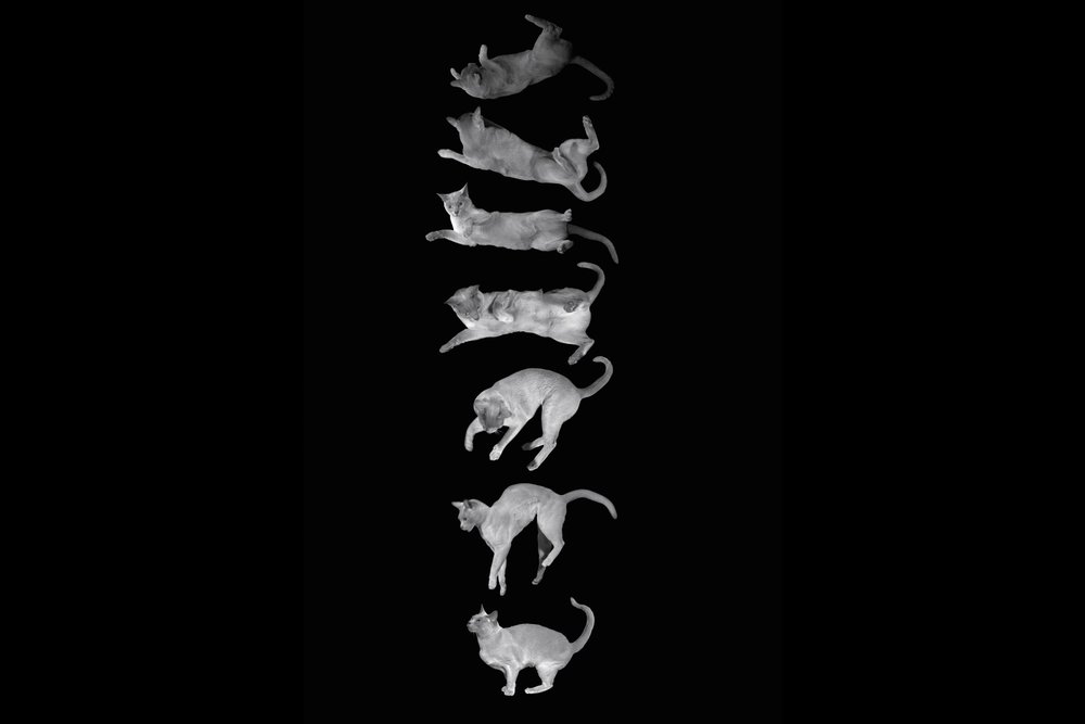 These Animals are Physics Whizzes | Scientific American