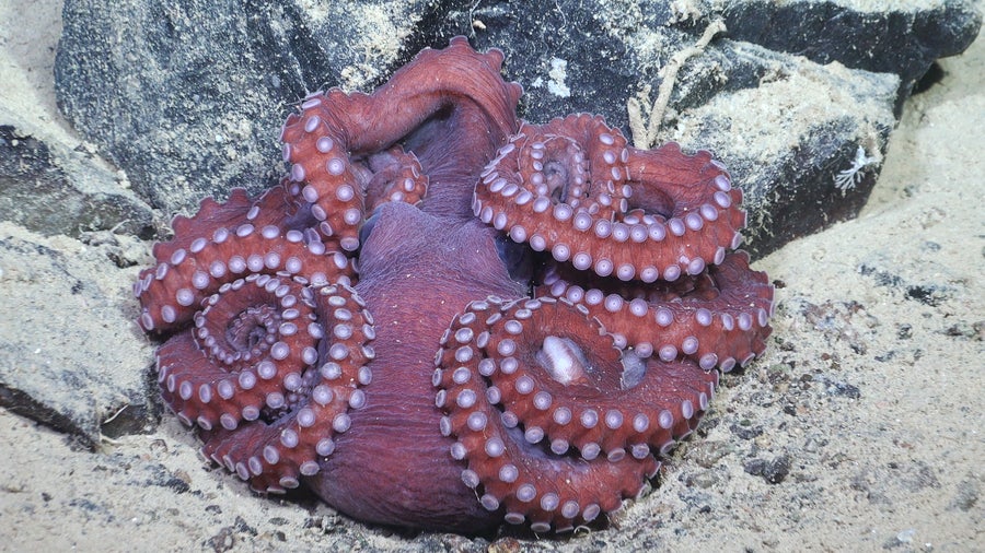 Magenta-colored octopus curled up on seafloor