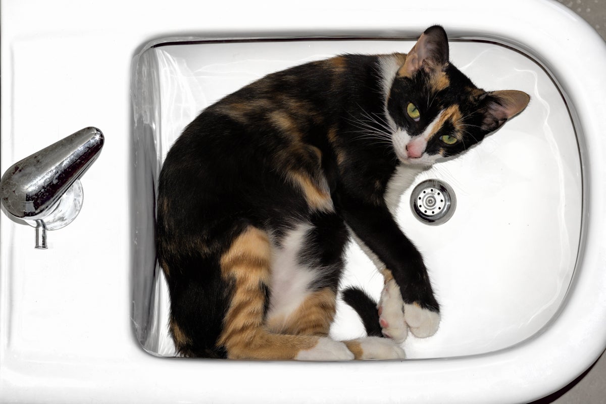 Cat curling up in bidet