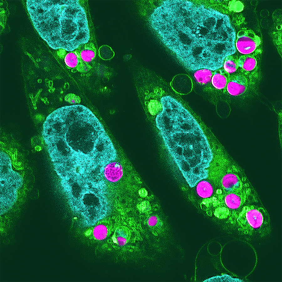 Superresolution fluorescence microscopy image showing chloroplasts (magenta colored) successfully incorporated into hamster cells, with other features of the animal cells also highlighted.