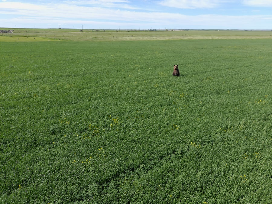 Bear in green field