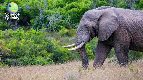An image of an elephant walking in a wildlife reserve.