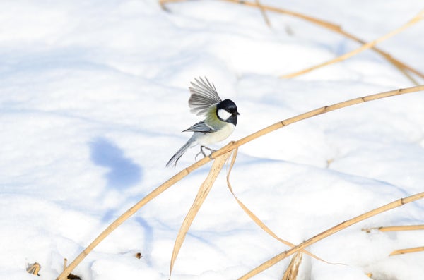Japanese Tit with extended wing, perched on branch with snow in background