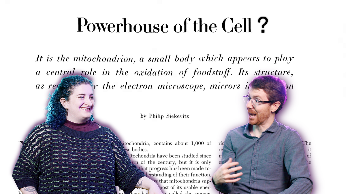 What If Mitochondria Aren’t Only the Powerhouse of the Cell?