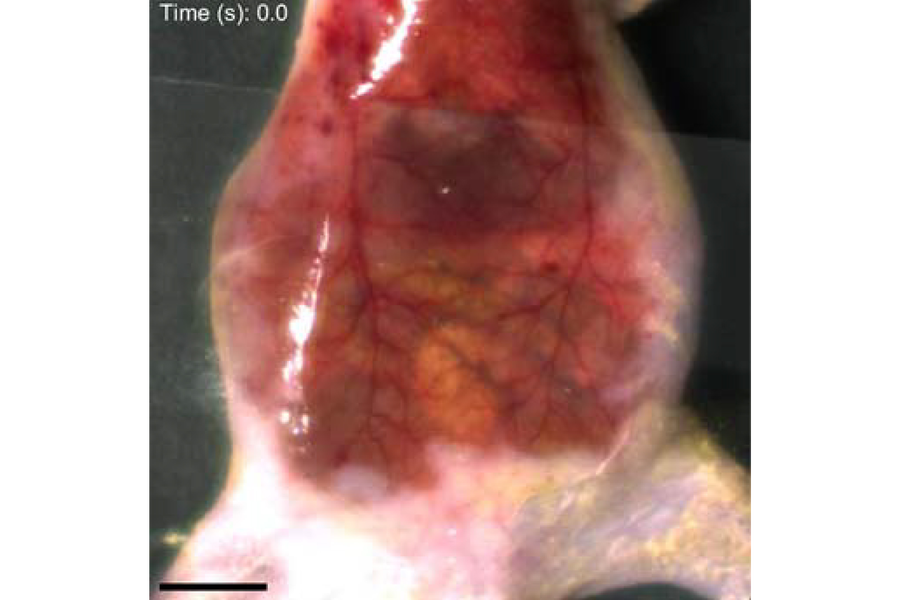 Still image from video in which the abdominal organs are visible through the skin of a mouse after absorbing dye