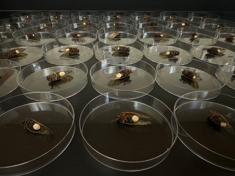 Cicadas speicimens in petri dishes