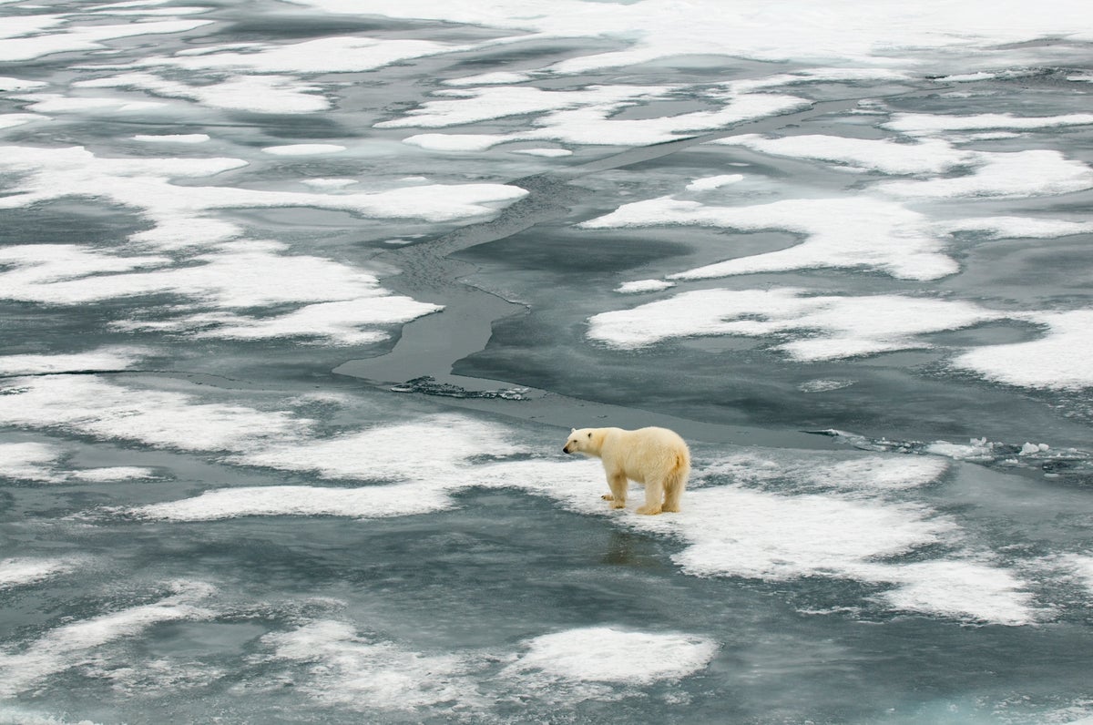 Aerial view of a Polar Bear on pack ice