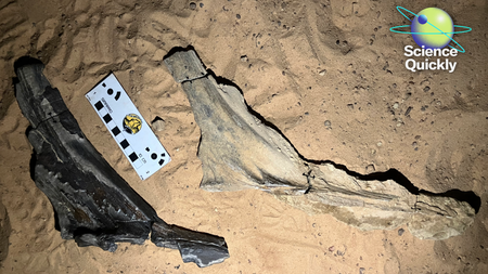 An image of a fossilized head crests of Spinosaurids mirabilis on sand