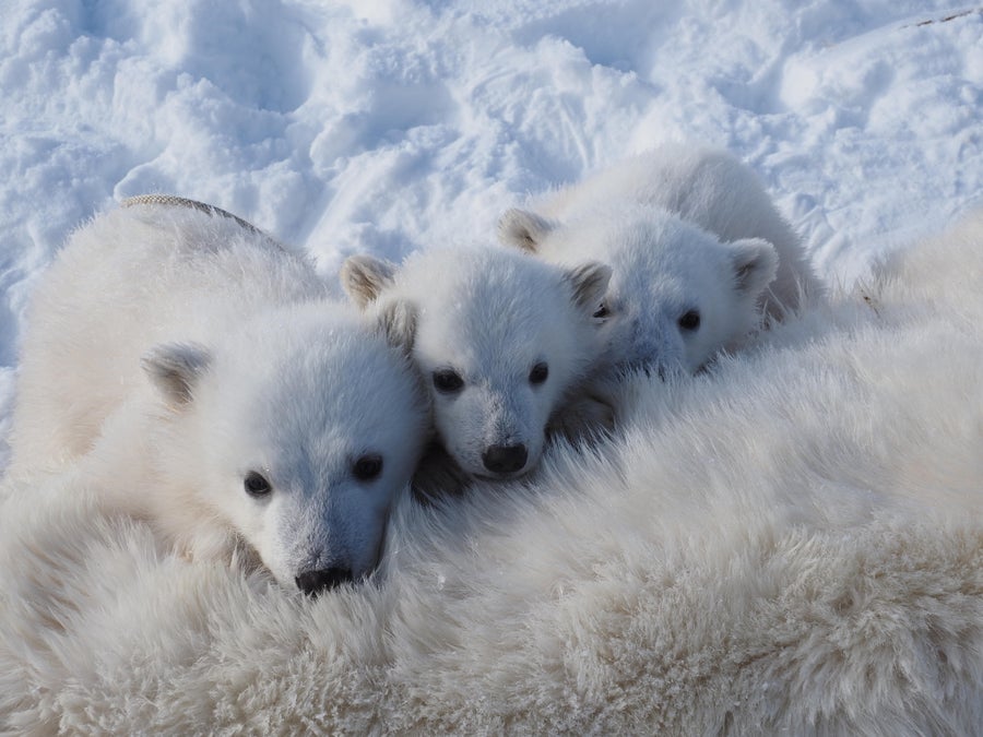 Three polar bear cubs gather around their tranquilized mother. 