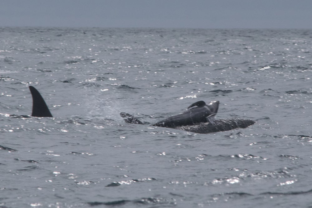 Baby Pilot Whale empujó hacia atrás en la espalda de Orca Whale