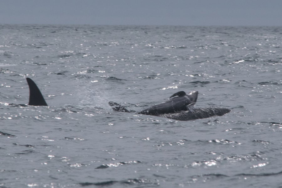 Baby pilot whale pushed up on orca whale's back