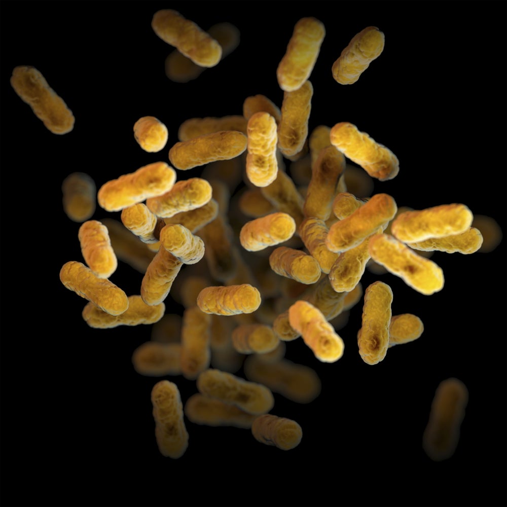 Ilustración 3D de un grupo de bacterias aeróbicas, gramnegativas, Bordetella pertussis.