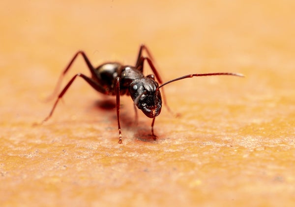 A close-up photo of a carpenter ant on a yellowish background.