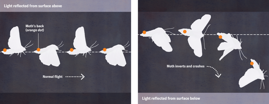 Experiment schematic shows two scenarios. In one, light shining from above enabled the moths to fly along a stable, linear path. In the other, light emitted from the floor caused the insects to tilt, fully invert and come crashing down.