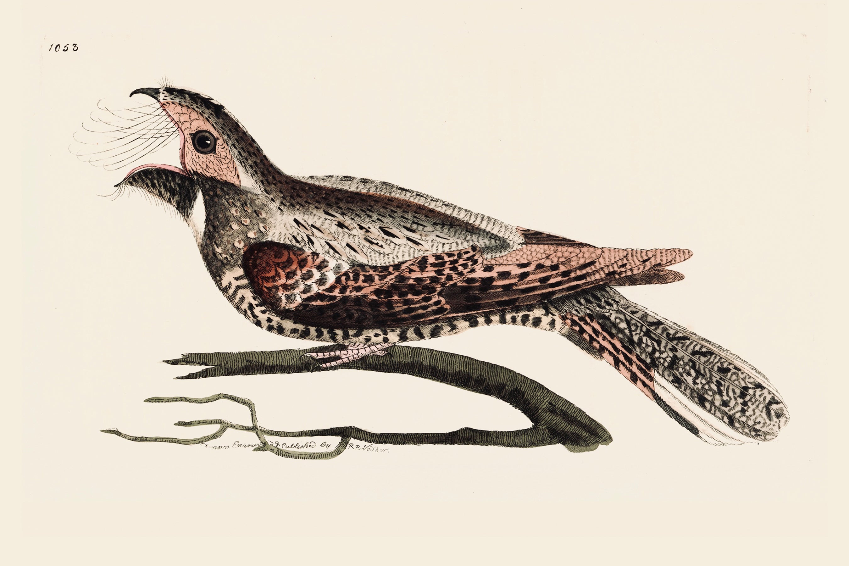 Eastern_whip-poor-will_bird_illustration.