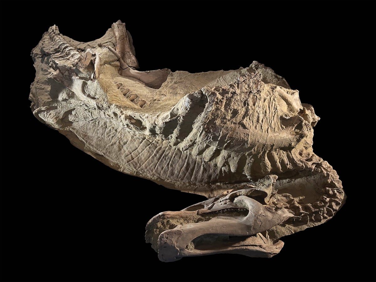 Dinosaur Mummies Are Clay Molds, Not Soft-Tissue Fossils, New Study Reveals