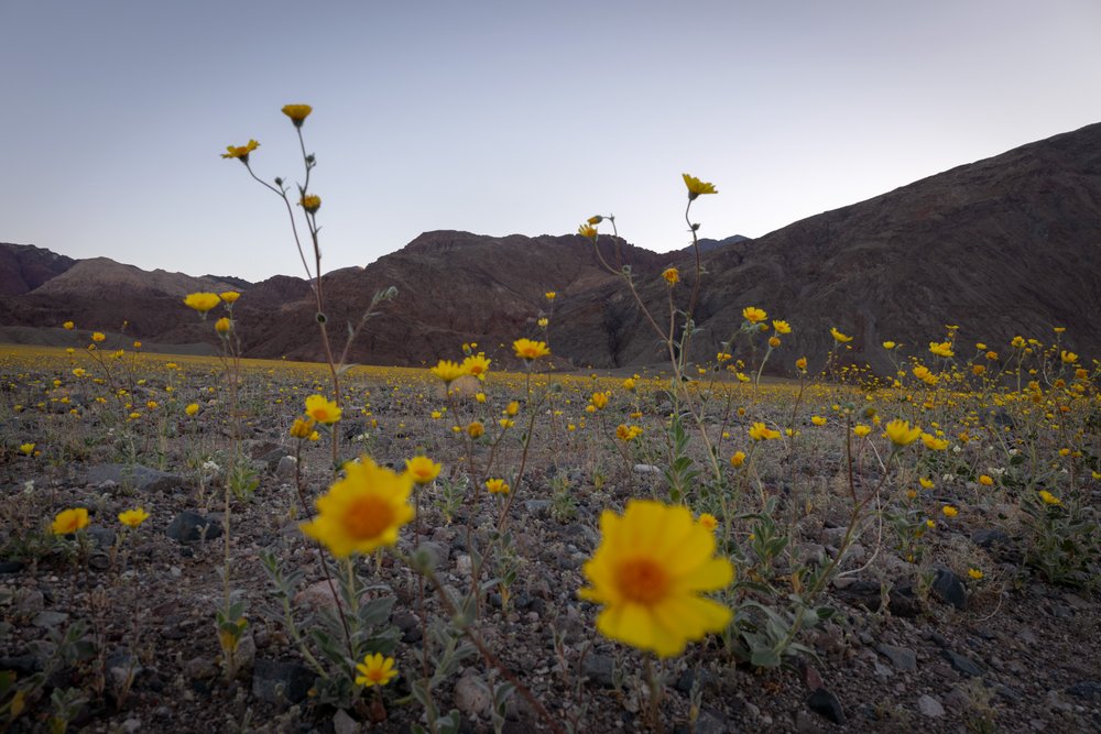 See Death Valley covered in an ethereal blanket of wildflowers ...