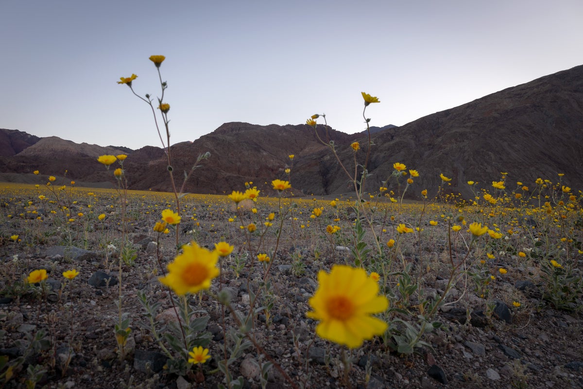 See Death Valley covered in an ethereal blanket of wildflowers