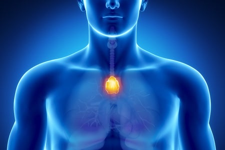 Anatomy of human organs in x-ray view