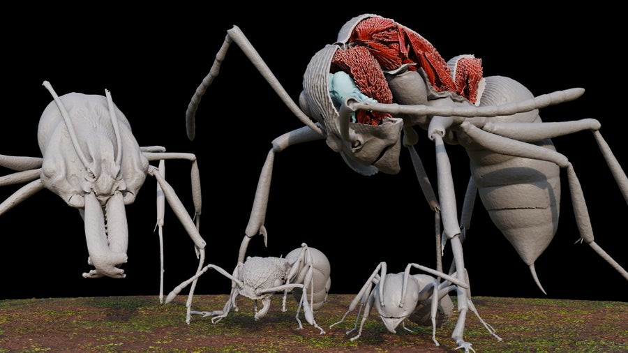 Four grey 3D models of ants shown up-close in very high detail. Two larger ants tower over two smaller ones in the front. The largest specimen has a portion of its frontal exoskeleton digitally removed, showing sinewy muscle tissue in red and brain tissue in blue.