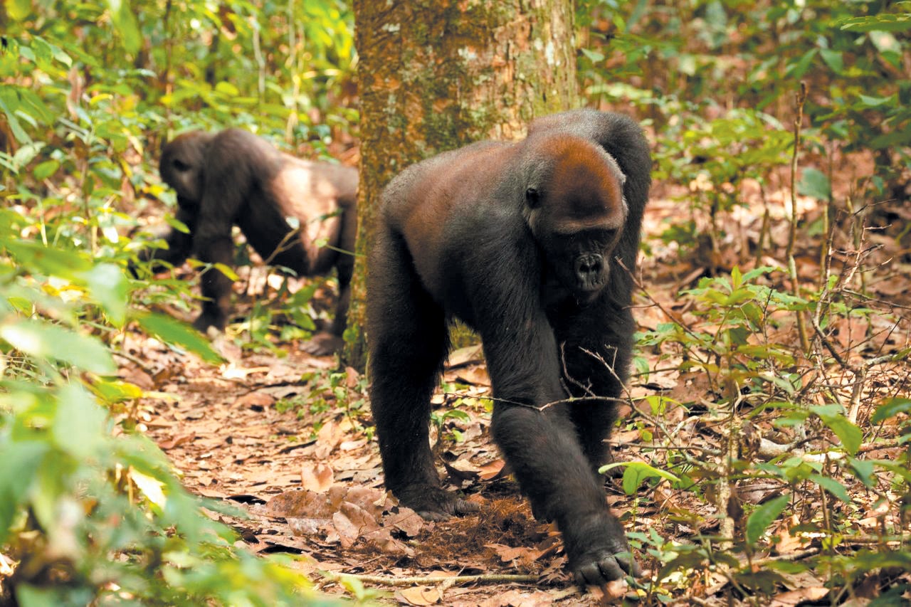 Two gorillas walking in the forest