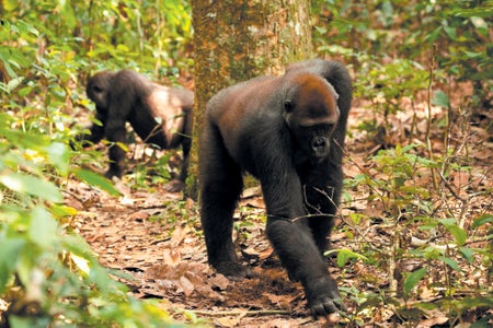 Two gorillas walking in the forest