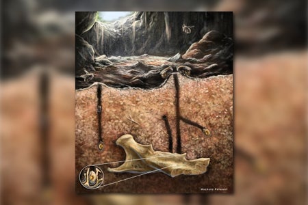 An illustration showing a cross section of the ground in a cave with a fossil bone buried in the soil, holes leading down to it, and bees on the soil surface with the cave hole above them. A small circular inset shows the bees burrow in the fossil bone
