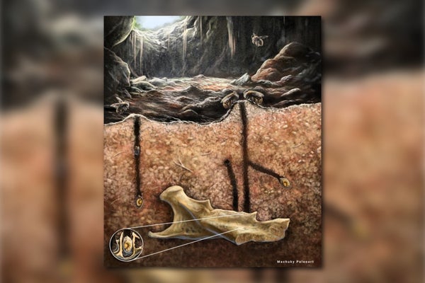 An illustration showing a cross section of the ground in a cave with a fossil bone buried in the soil, holes leading down to it, and bees on the soil surface with the cave hole above them. A small circular inset shows the bees burrow in the fossil bone