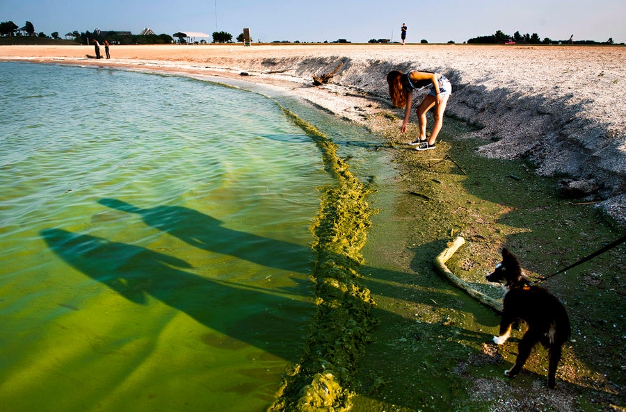 2 girls and dog walking on beach with algae contamination.