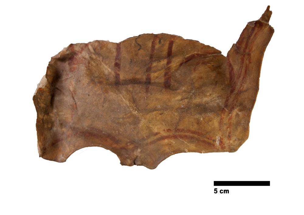 Lo que parece la mitad superior de una máscara de cuero desgastada sobre un fondo en blanco