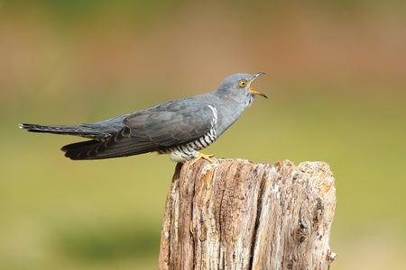 Gray bird with a yellow eye and mouth open, perched on a fencepost