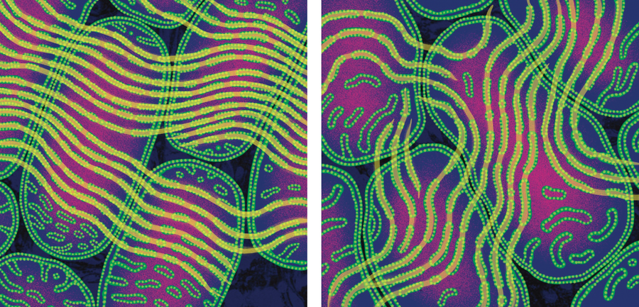 A collection of mitochondria with generally parallel cristae within. The cristae line up along the edges, between mitochondria.