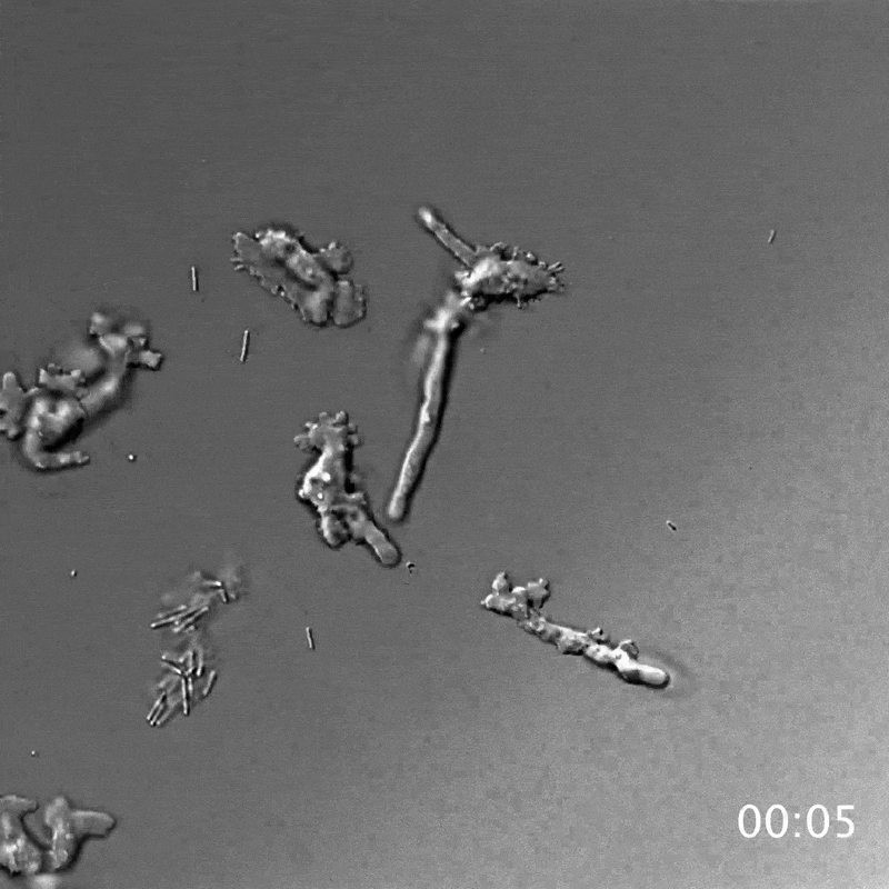 Amoeba blobs moving around