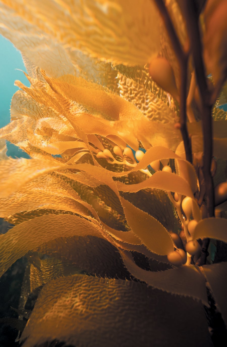 ภาพถ่ายของ Kelp Underwater