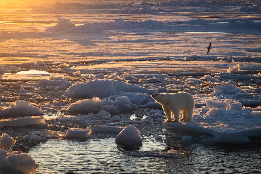 A polar bear pictured standing on sea ice in the golden hour.