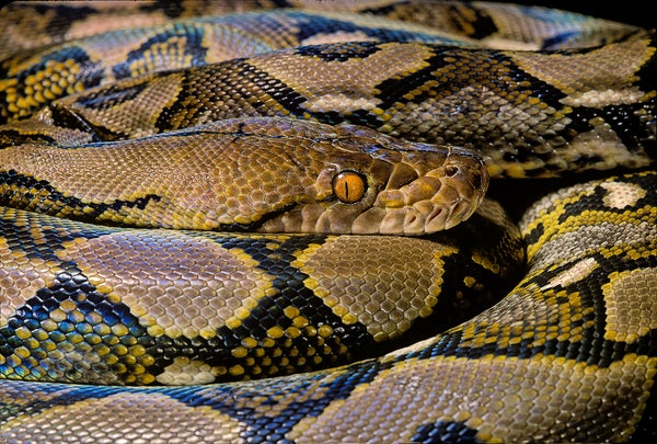 Close up photograph focused and centered on the head of reticulated python (Malayopython reticulatus) in a coiled position
