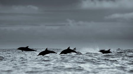 Common dolphins silhouette