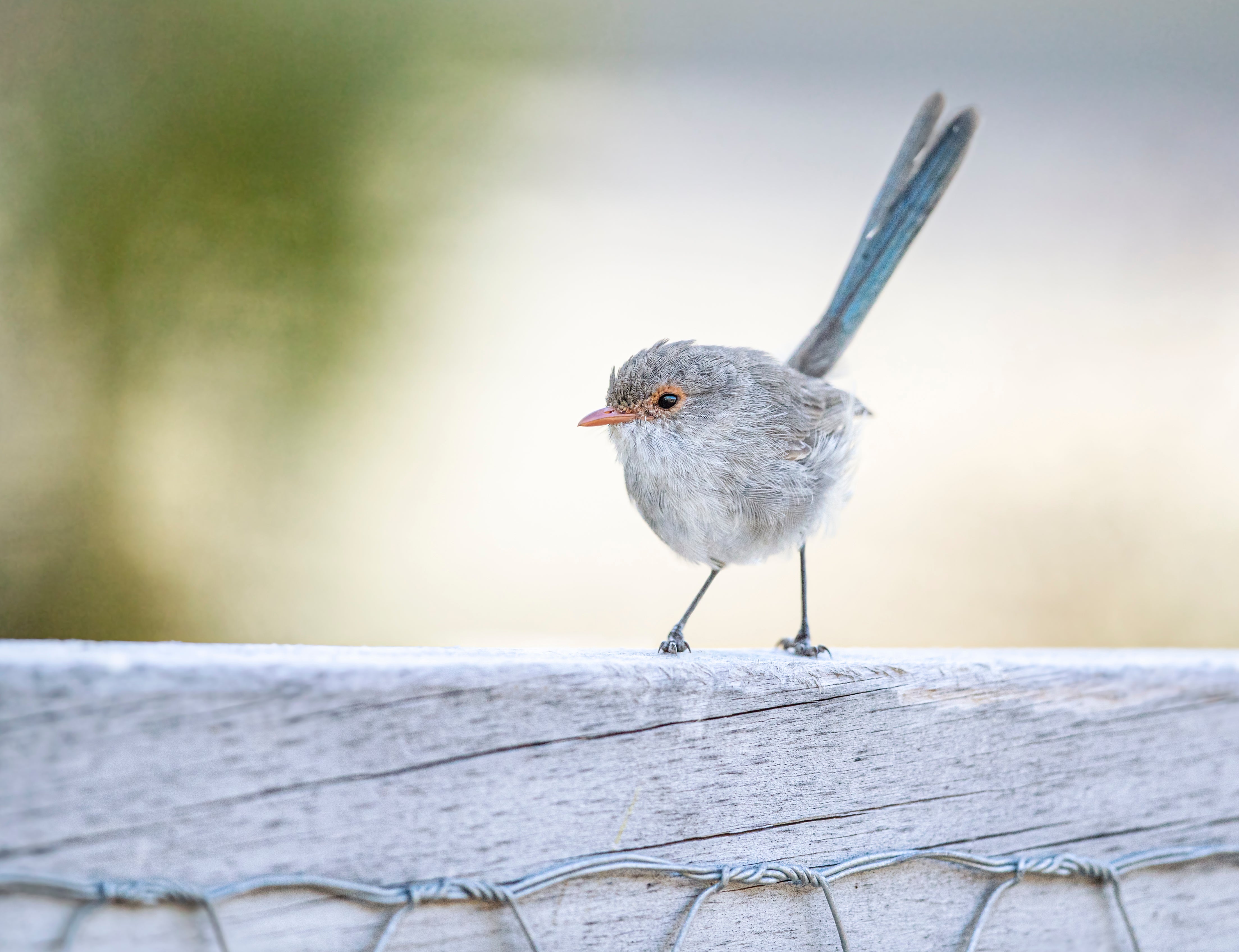 Grey bird with skinny legs