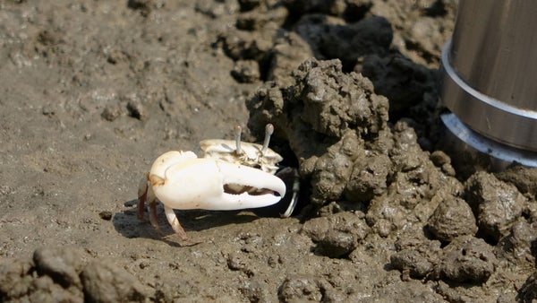 A crab on the sand.