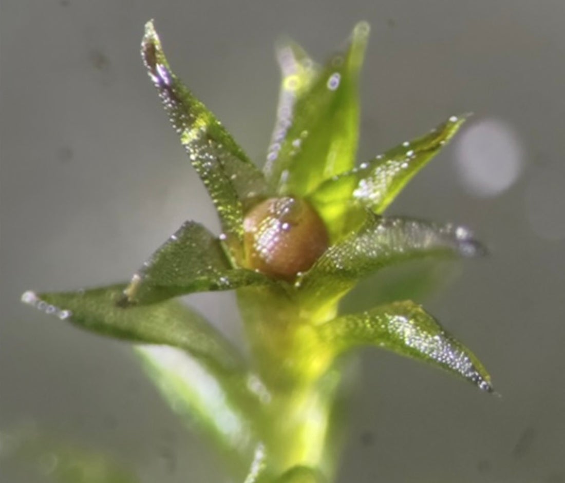 A brown ball sits on a leafy green stem