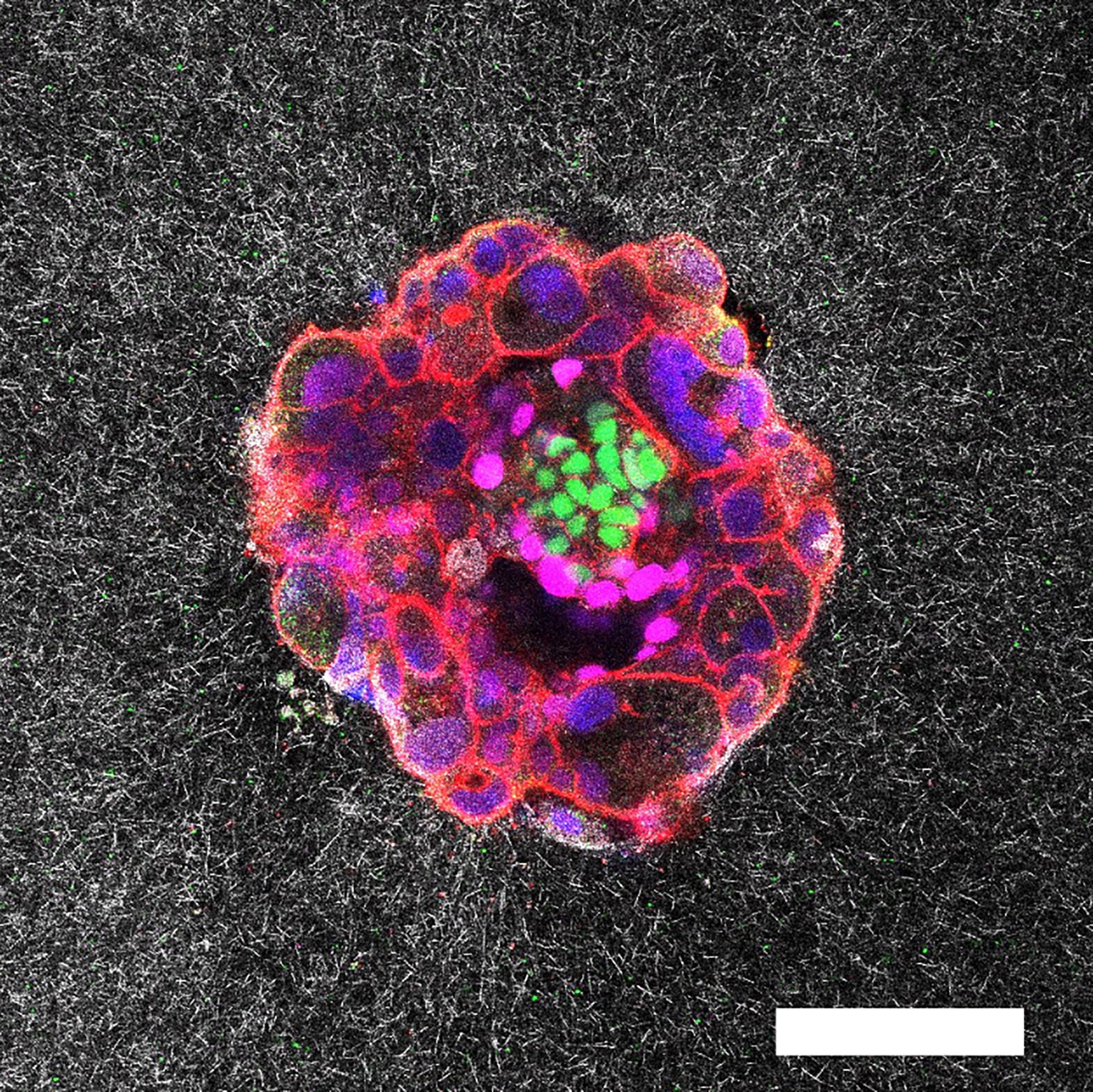 Imagem confocal de embrião humano