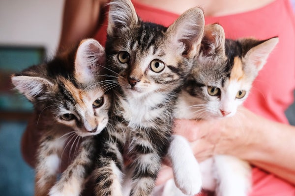 puppy and kitten season is here – but what does that have to do